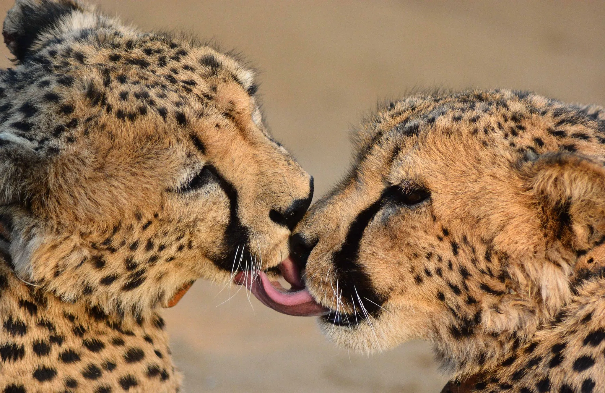 Животные любовь. Нежность животные. Животные любовь картинки. Поцелуй животные.