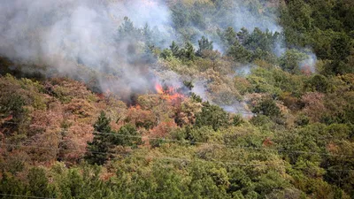 При пожаре в области Абай погибли 14 лесничих - новости Kapital.kz