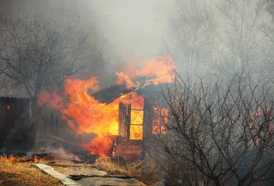 При пожаре в Геленджике погибло очень много краснокнижных деревьев - РИА  Новости, 31.08.2023