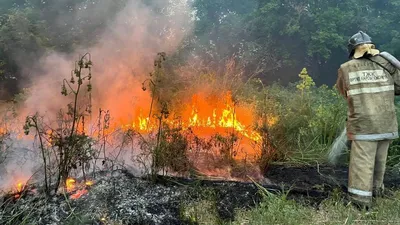 В Алтайском крае продолжают тушить два крупных лесных пожара (обновлено)