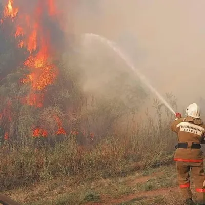 Пожарные остановили распространение лесного пожара в Абайской области |  Kazakhstan Today