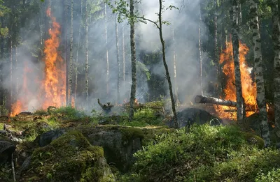 В Сочи горят 3 частных дома, площадь пожара составила почти 1000 кв. метров  - Новости Сочи