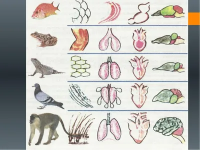 Классификация Позвоночных Животных Млекопитающие Птицы Рептилии Земноводные  Рыбы Образовательная Диаграмма Биологии — стоковая векторная графика и  другие изображения на тему Морские черепахи - iStock
