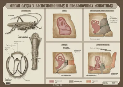 28. Хордовые животные: общие признаки строения, роль в природе и значение в  жизни человека