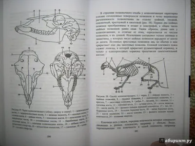 Эволюция головного мозга позвоночных животных | ВКонтакте