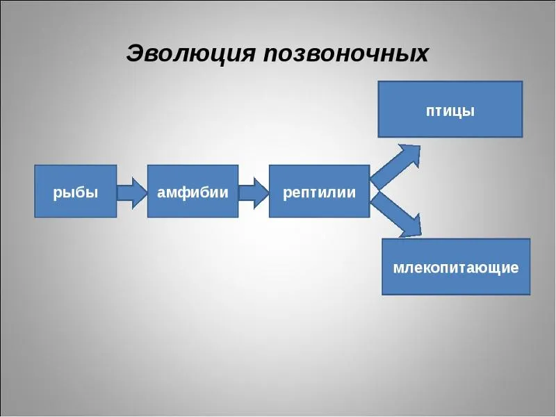 Основные этапы эволюции позвоночных животных таблица