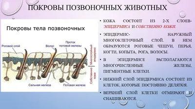 Позвоночные животные | это... Что такое Позвоночные животные?