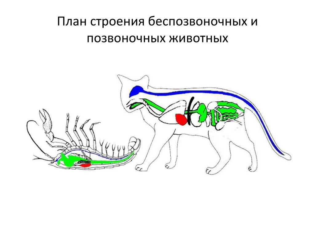 Картинки ТРАНСПОРТ ВЕЩЕСТВ У БЕСПОЗВОНОЧНЫХ
