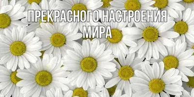 MIRIDA маска для лица для прекрасного настроения капсула красоты  увлажняющая 8 мл (Мирида)