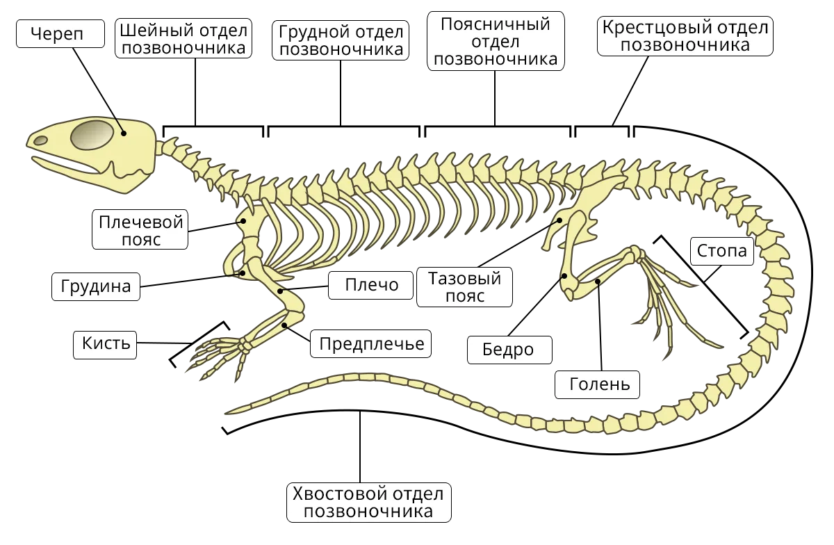 Таблица внешнее строение ящерицы и птицы. Строение скелета крокодила схема. Строение скелета прыткой ящерицы. Строение скелета агамы. Строение позвоночника ящерицы.