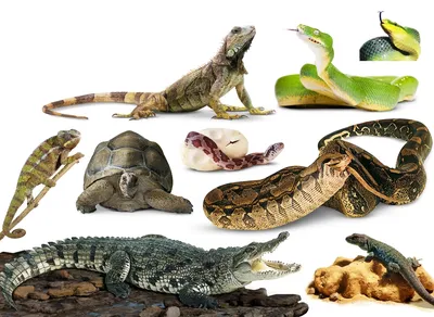 Рептилии жи ес | Пикабу