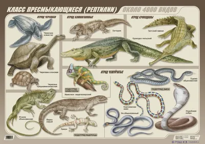 Класс Пресмыкающиеся (Рептилии, ок. 4 тыс. видов) | Биология, Зоология,  Природоведение