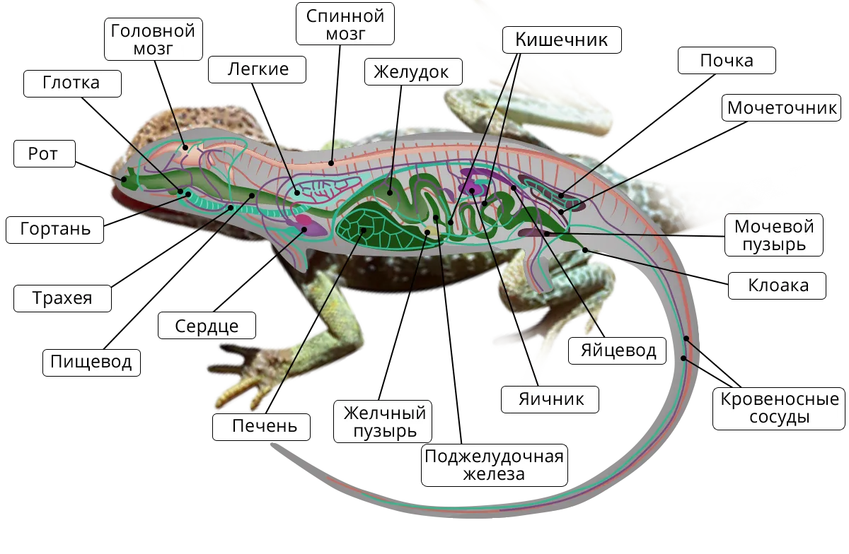 Схема рептилий. Внутреннее строение рептилий. Внутреннее строение ящерицы.
