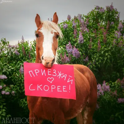 Приезжай скорее - фотографии - equestrian.ru