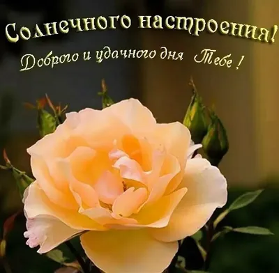 Приятного дня и хорошего настроения! - Лента новостей ДНР