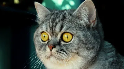 Котик, большие милые глаза, мило, …» — создано в Шедевруме