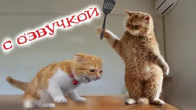 Смешные коты / картинки котов | ВКонтакте