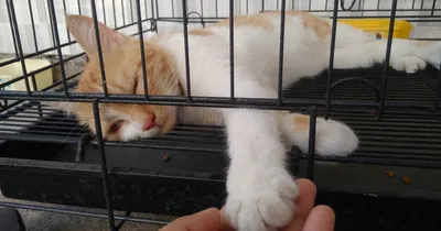 Милых котиков в ленту | Пикабу