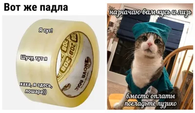 котэ (прикольные картинки с кошками) / смешные картинки и другие приколы:  комиксы, гиф анимация, видео, лучший интеллектуальный юмор.