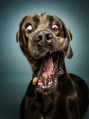 Топ-20 фото смешных собак которые ловят корм | Funny dog pictures, Dog  pictures, Dog photography