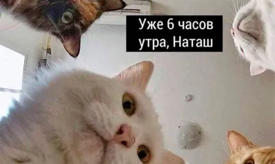 Мем про Наташу и ее котов стал товарным знаком | Rusbase