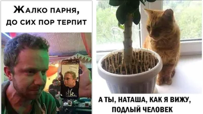 В сети обрел популярность мем с котами «Наташ, вставай! Мы все уронили!»