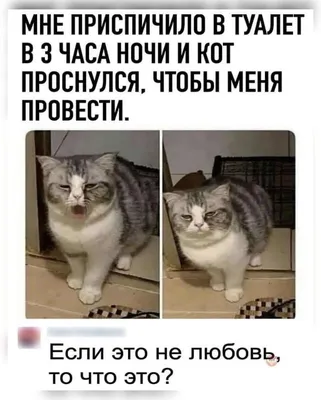 Наташ, ты спишь? Мы все уронили»: как коты в мем-культуре трактуют события  весны 2020-го | Sobaka.ru