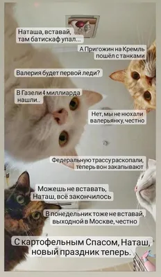 Наташа, вставай!». Бухгалтерский вариант знаменитых котов