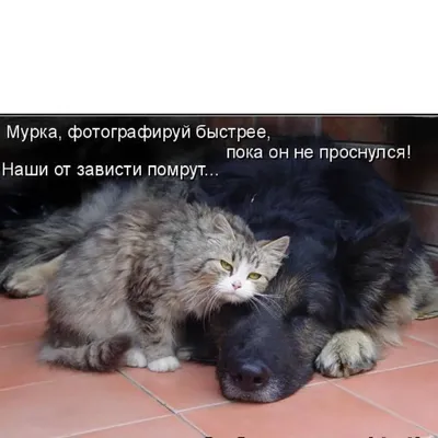 Про собак (8 фото) | Прикол.ру - приколы, картинки, фотки и розыгрыши!