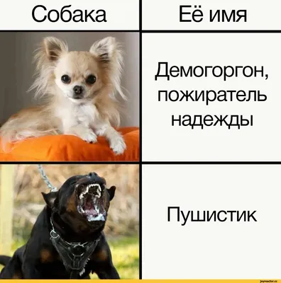 Табличка, с юмором, прикол, DANGER DOG, Осторожно! Во дворе собака без  привязи, Стафф 25x14 см, 25 см, 14 см - купить в интернет-магазине OZON по  выгодной цене (982388748)