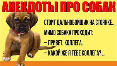 Табличка, осторожно злая собака, прикол, на дверь, на забор, 25 см, 18 см -  купить в интернет-магазине OZON по выгодной цене (869820572)