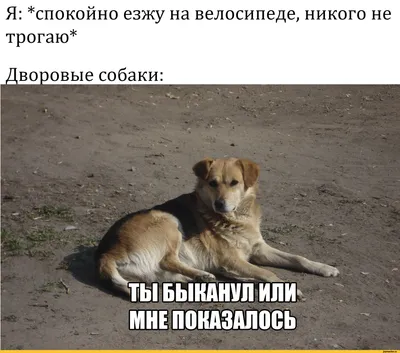 ТОП-20: Анекдоты про собак | ПЕРЕШАГНИ ГРУСТЬ:) | Дзен