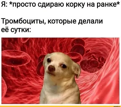 юмор #собаки #французскийбульдог #позитив #москва #приколы #😂 | Instagram