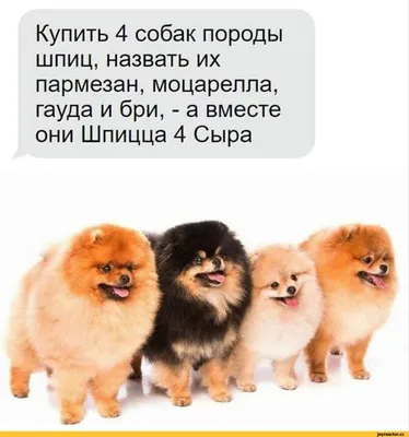 Прикольные картинки с надписями и реклама на собак | Mixnews