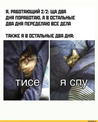 образ жизни / смешные картинки и другие приколы: комиксы, гиф анимация,  видео, лучший интеллектуальный юмор.