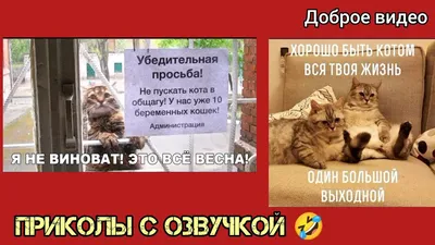 ООО Просперо on X: \"Футболка под настроение #реклама #юмор #печать #осень # прикол #дизайн #profutbolki #мотивация #настрой #суббота #одежда #футболки  #текстиль #футболка #принты #проспероспб #рисунок #приколы #жизнь #выходной  #прикол #подарок #утро ...