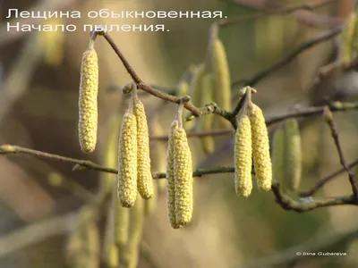 Уважаемые родители! Хотим предложить вашему вниманию сценарий заняти