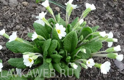 Примула Юлии малиновая (Primula juliae)