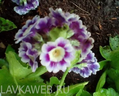 Примула или первоцвет — красивое растение в саду — Ботаничка