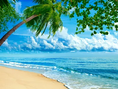 Desktop Wallpapers Sea Nature Tropics palm trees Coast Clouds