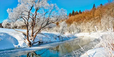 Пейзаж озера в последней зимой или ранней весной с деревьями и тростниками  частично замороженной воды обнаженными на берегу и 2 му Стоковое  Изображение - изображение насчитывающей среда, собака: 209266047
