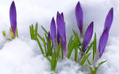 природа ранней весной фоновое изображение Stock Photo | Adobe Stock