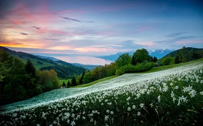 Абстрактная природа цветет весна и лето предпосылки Стоковое Фото -  изображение насчитывающей лето, поле: 54445944