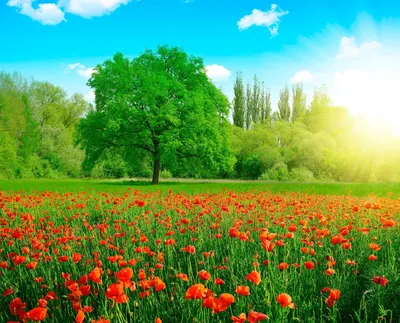 Картинки весна, лето, поле, россия, красиво, природа, цветы, поляна, небо,  свет, солнце - обои 2560x1440, картинка №125367