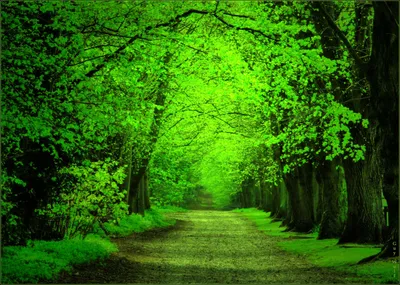 Ярко зеленый лес - 71 фото