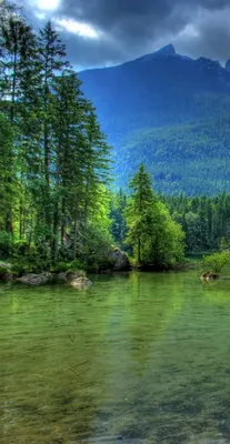 бесконечный лес с пышными зелеными деревьями, лес, зеленые деревья, природа  фон картинки и Фото для бесплатной загрузки