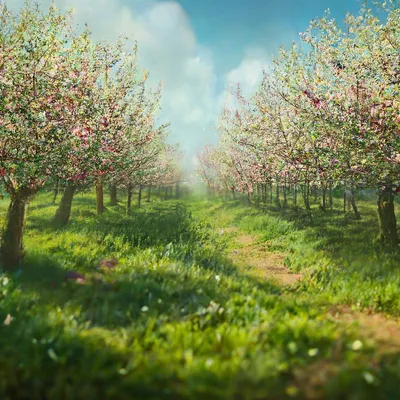Природа, яблоневый сад ,весна, …» — создано в Шедевруме