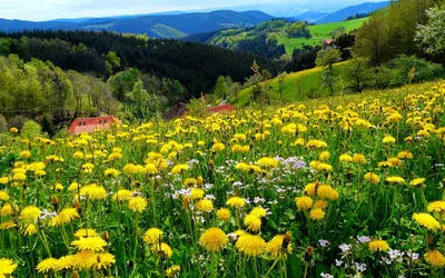 Картинка Весна природы » Весна » Природа » Картинки 24 - скачать картинки  бесплатно