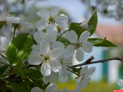 Матушка-весна и духи природы. | Сергей Коваленко | Дзен