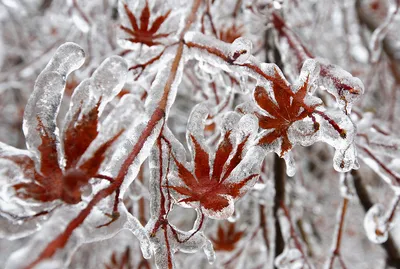 Путь через снежный пейзаж зимней природы. Красивая Snowcovered фон зимы  дерева Стоковое Фото - изображение насчитывающей сезон, блицкрига: 209757606